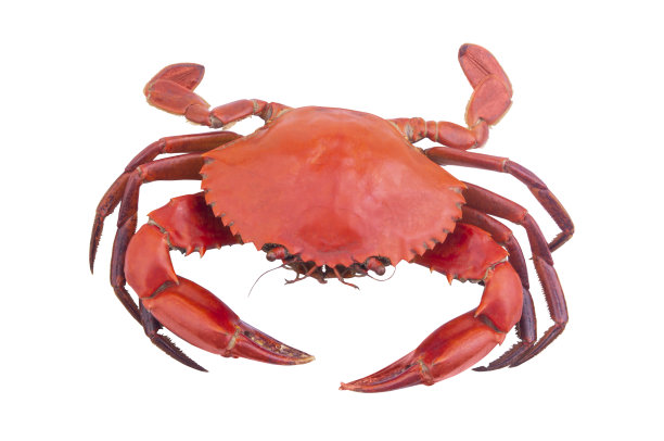 白色隔离的蟹图片下载