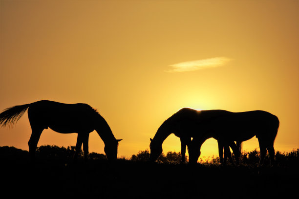 日落时马的剪影图片下载