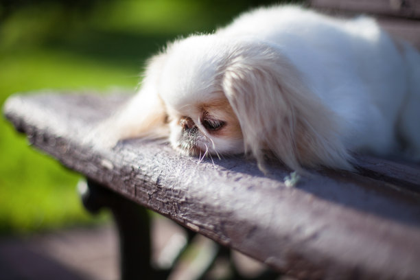毛茸茸的日本下巴品种的长毛狗，悲伤地躺在一个木制的棕色长凳上图片下载
