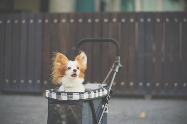 宠物汽车运输船。可爱的狗是非常警觉在她的宠物车承运人与古董过滤器。纯种犬:大陆玩具猎犬蝶耳犬。图片下载