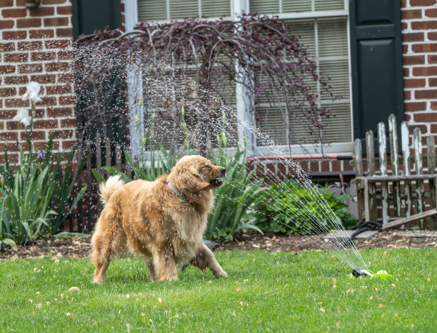 洒水器中的金毛猎犬图片下载