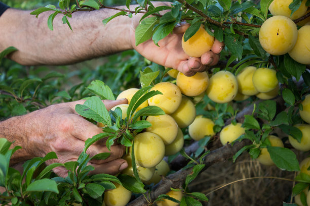 农夫的手正在采摘黄色的李子。收获,负责农业。图片下载