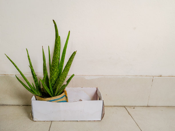 小芦荟作为室内植物内的纸盒，具有拷贝空间图片下载