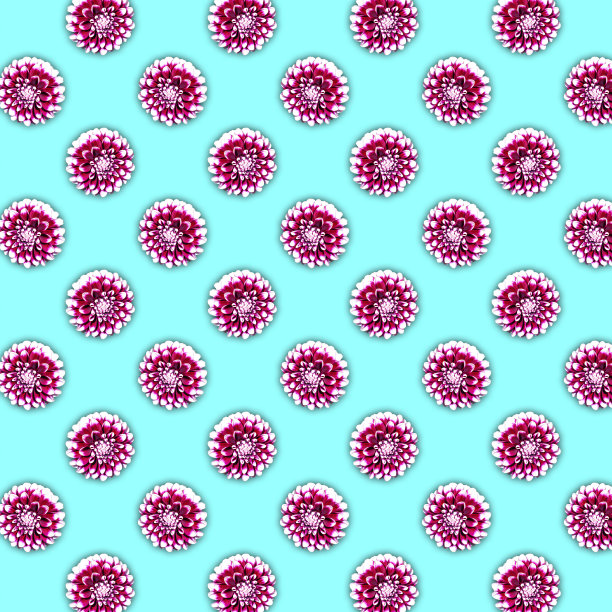 白色和紫色的大丽花在青色背景上的图案图片下载