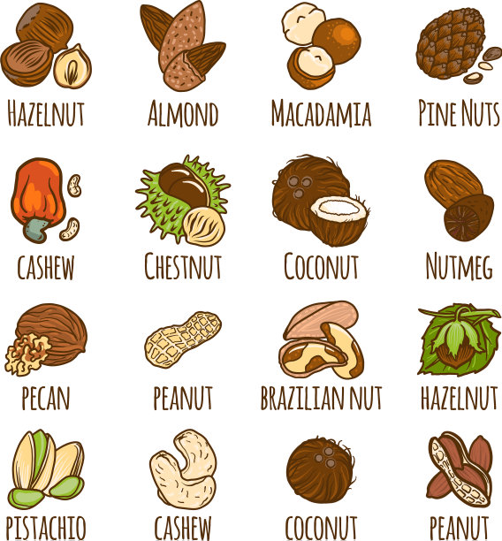 坚果图标设置手绘风格图片下载