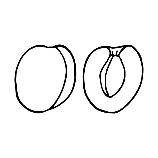 杏与内核。手绘轮廓涂鸦图标。透明孤立的白色背景。矢量插图贺卡，海报，补丁，印刷的衣服，标志。图片下载