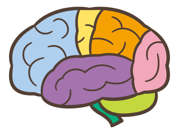 人类大脑的解剖结构。人脑解剖图解。图片下载