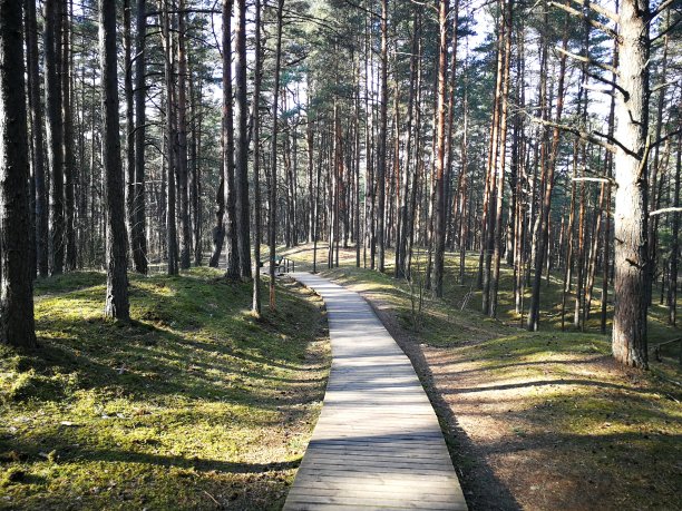 森林里的木路图片下载