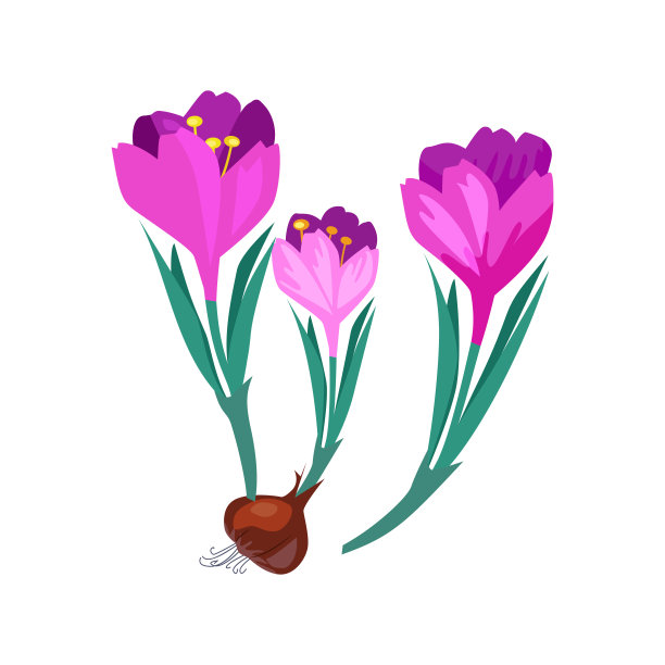 粉色郁金香插图图片下载