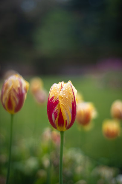 一个充满活力的红色和黄色郁金香在雨中在一个花园在格拉斯哥苏格兰的特写图片下载