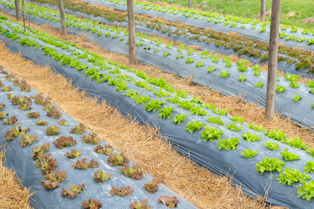 在园艺背景的菜地中，黑色塑料盖菜床上的莴苣叶图片下载