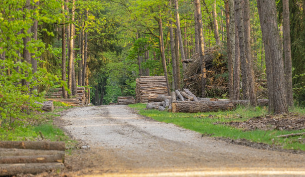 绿色的森林和道路，进口砍伐的树干和木废物，清洁和维护捷克共和国的环境图片下载