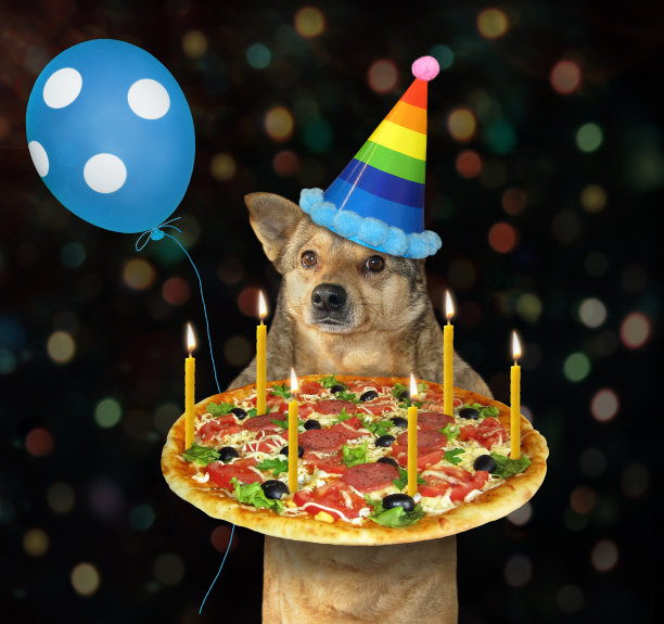 戴着生日帽的狗和披萨图片下载