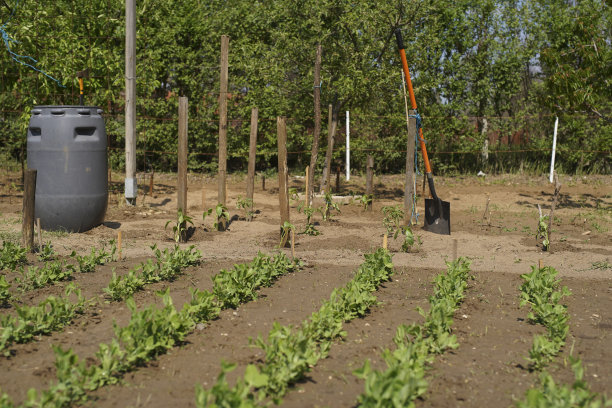 豌豆在花园里发芽。绿芽。新鲜的竹笋。健康食品。有机土壤中发芽的豌豆。欧洲匈牙利图片下载