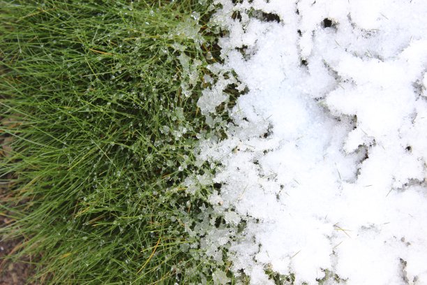 绿草和白雪的背景图片下载