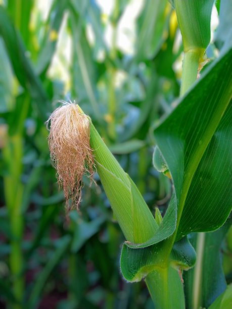 玉米棒(娃娃)图片下载