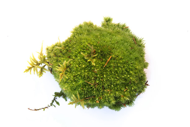 一片绿色的苔藓孤立在白色的背景上。图片下载