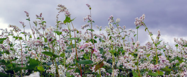 荞麦、荞麦、日本荞麦、银壳荞麦在田间开花。特写荞麦花图片下载