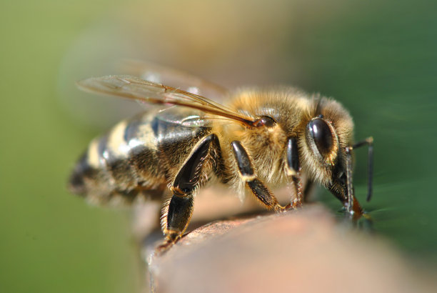 蜜蜂的饮用水图片下载
