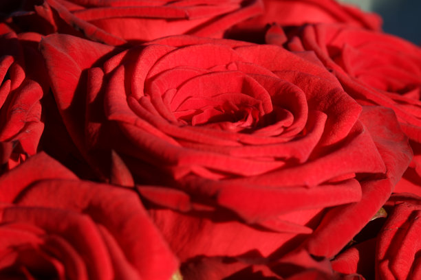 一束美丽的红色玫瑰图片下载