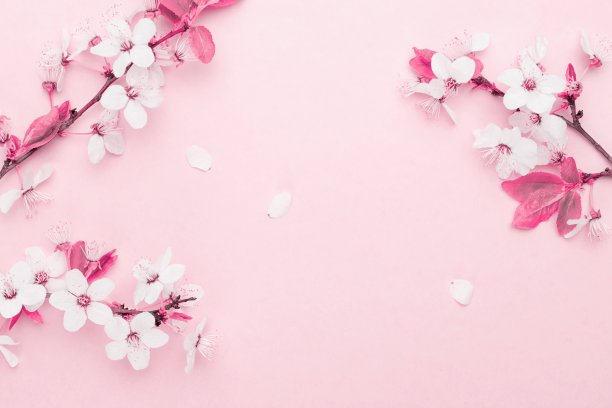 五月的花。春花和四月花的自然在粉红色的背景。美丽的景色与盛开的树。复活节晴天。果园抽象模糊的背景。春天。图片下载