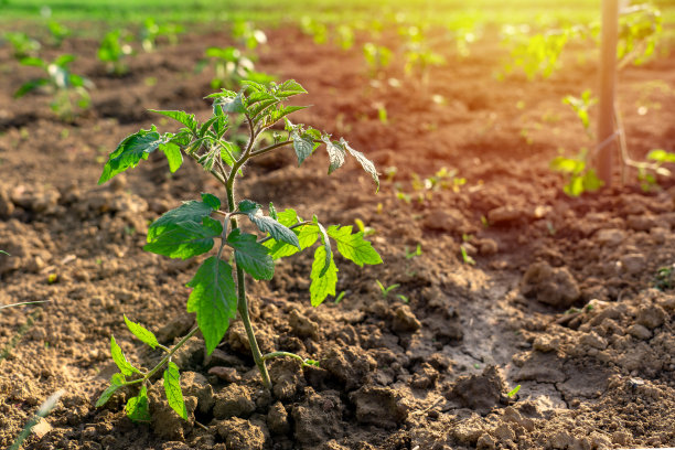在菜园春日阳光下种植番茄幼苗图片下载