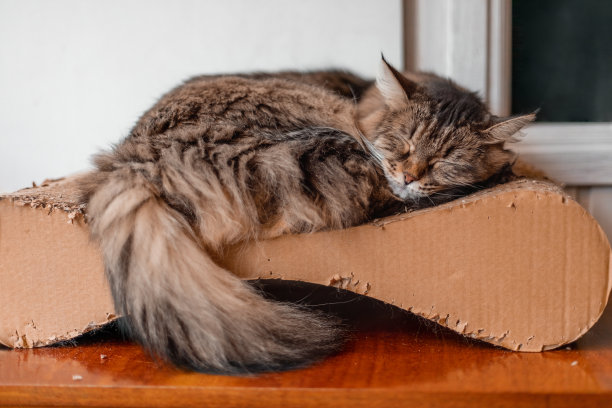 毛绒绒的猫睡在一个抓挠柱上图片下载