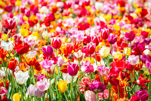公共花园中盛开的五颜六色的郁金香花坛。受欢迎的旅游网站。Lisse,荷兰,荷兰。有选择性的重点。大自然花背景图片下载