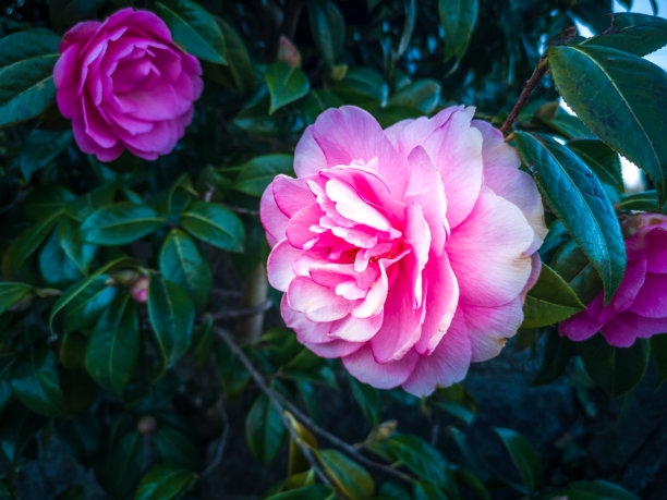 山茶花在春天流淌图片下载