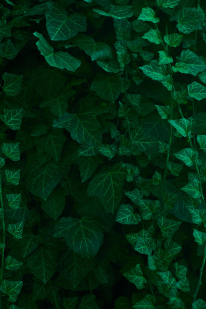 近距离组成的深充满活力的绿色常春藤墙图片下载
