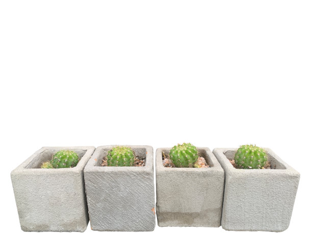 仙人掌在方形盆由混凝土制成，复制空间隔离在白色背景图片下载