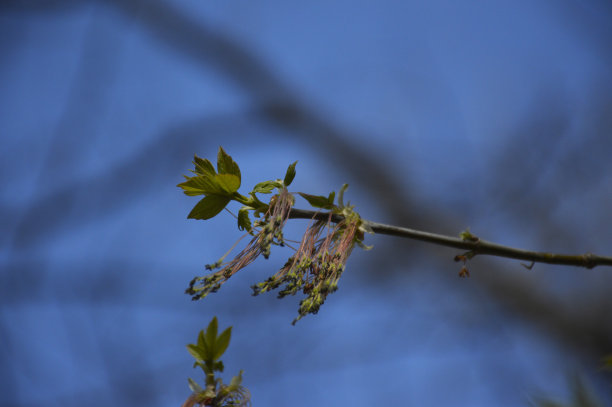 蓝天下的树枝图片下载