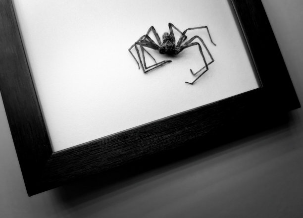 动物/野生动物图片下载