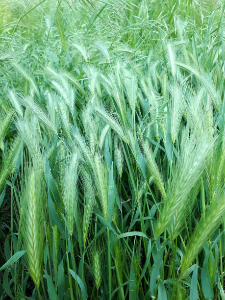 野草。年轻的绿色谷物。春天的绿色的田野。年轻漂亮的耳朵。图片下载