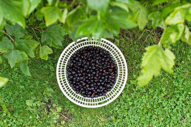 在花园灌木下的篮子里收集的黑醋栗浆果。俯视图图片下载