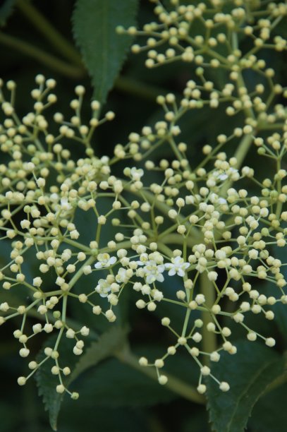 接骨木花在春天开始开放图片下载