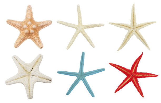 许多天然海星孤立在白色上图片下载