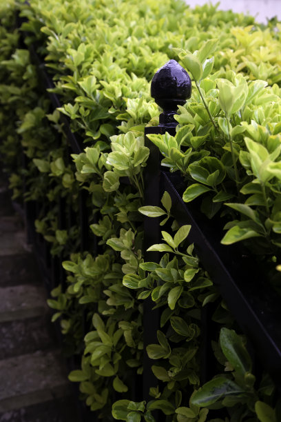 绿色花园的篱笆图片下载