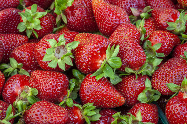 刚刚收获的有机草莓特写图片下载