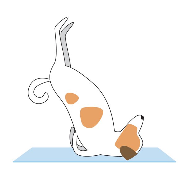 杰克罗素梗做瑜伽在一个垫子上孤立的白色背景设计，平面或轮廓矢量股票插图与角色和体式Viparita Karani Mudra图片下载