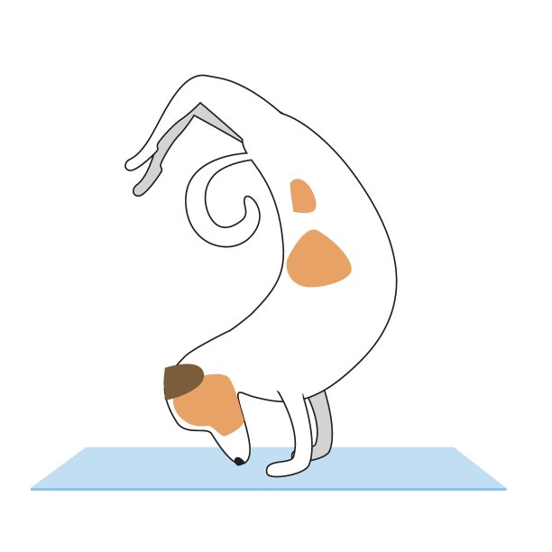 杰克罗素梗做瑜伽在一个垫子上孤立的白色背景设计，平面或轮廓矢量股票插图与字符和体式Vrishchikasana图片下载