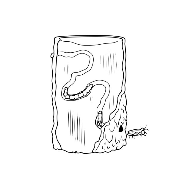 一棵白蜡树的横截面和翡翠白蜡虫甲虫的生命周期图片下载