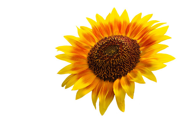 白色向日葵上的一个孤立的大焦点堆叠图像图片下载