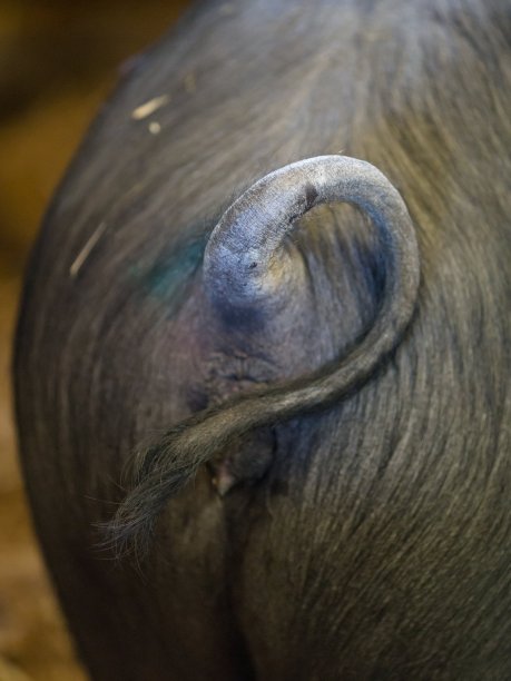 猪的尾巴的特写镜头站在谷仓里图片下载