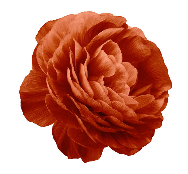 复古玫瑰花红。花孤立在白色背景上。裁剪路径没有阴影。特写镜头。大自然。图片下载