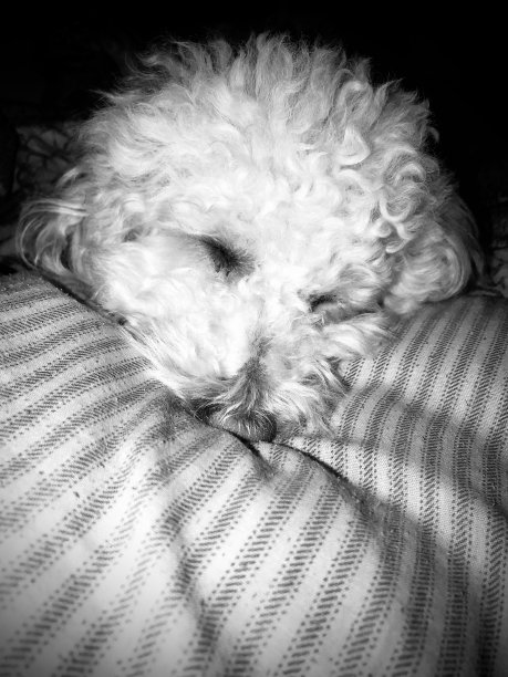 沉睡的小狗图片下载