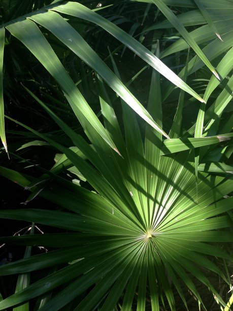 明亮的手掌图片下载