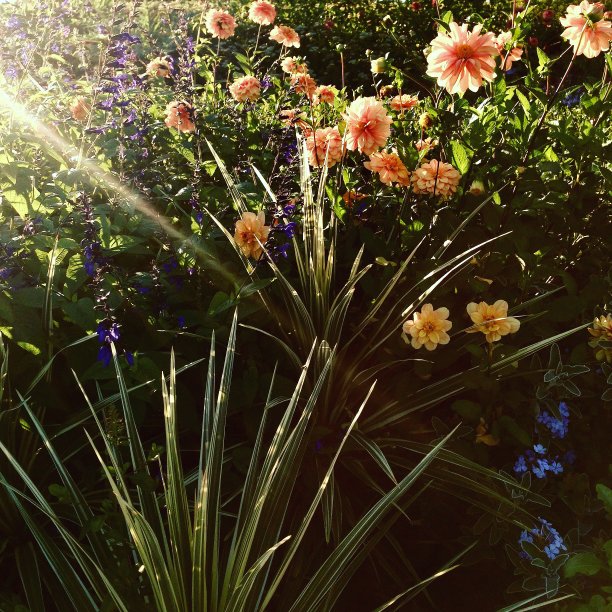 花束Sunstream图片下载