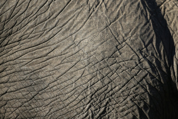 非洲象的皮肤图案图片下载