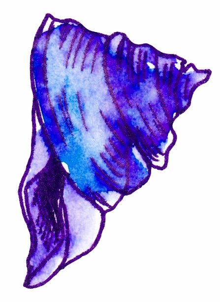 蓝色的大海珍珠。在白色背景上的水彩插图。图片下载